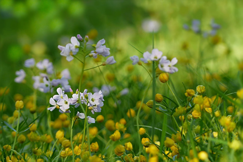 Cardamine pratensis - pinksterbloemen - weidemengsel - inheemse zaden